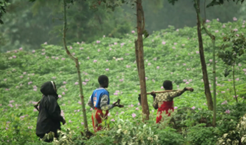 奥巴马的僵尸墓地攻略(花园战争3僵尸墓地模式)插图28 奥巴马的僵尸墓地攻略(花园战争3僵尸墓地模式)插图28