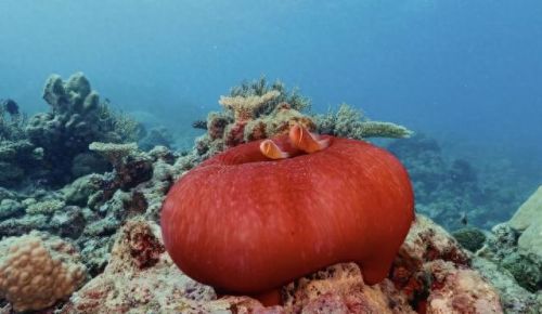 奥巴马的僵尸墓地攻略(花园战争3僵尸墓地模式)插图24 奥巴马的僵尸墓地攻略(花园战争3僵尸墓地模式)插图24