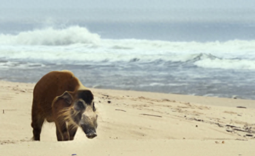 奥巴马的僵尸墓地攻略(花园战争3僵尸墓地模式)插图2 奥巴马的僵尸墓地攻略(花园战争3僵尸墓地模式)插图2