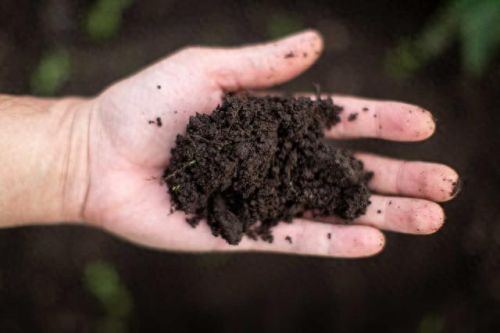 梦幻花园攻略13(梦幻花园攻略一览)插图1