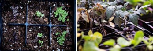 梦幻花园攻略13(梦幻花园攻略一览)插图2