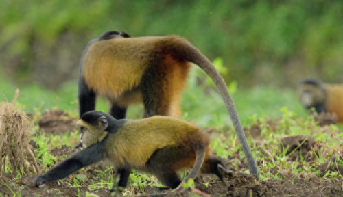 奥巴马的僵尸墓地攻略(花园战争3僵尸墓地模式)插图29 奥巴马的僵尸墓地攻略(花园战争3僵尸墓地模式)插图29