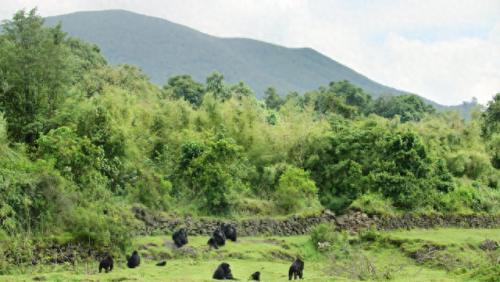 奥巴马的僵尸墓地攻略(花园战争3僵尸墓地模式)插图25 奥巴马的僵尸墓地攻略(花园战争3僵尸墓地模式)插图25
