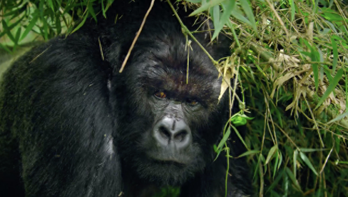 奥巴马的僵尸墓地攻略(花园战争3僵尸墓地模式)插图26 奥巴马的僵尸墓地攻略(花园战争3僵尸墓地模式)插图26