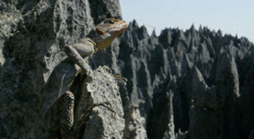 奥巴马的僵尸墓地攻略(花园战争3僵尸墓地模式)插图7 奥巴马的僵尸墓地攻略(花园战争3僵尸墓地模式)插图7