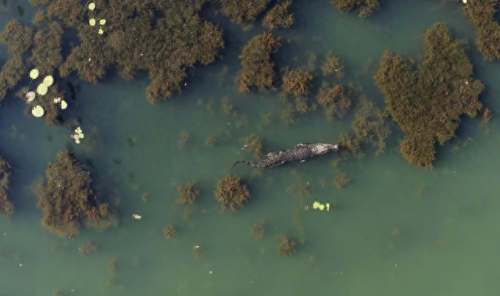 奥巴马的僵尸墓地攻略(花园战争3僵尸墓地模式)插图18 奥巴马的僵尸墓地攻略(花园战争3僵尸墓地模式)插图18