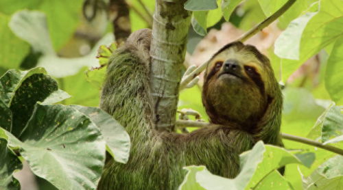 奥巴马的僵尸墓地攻略(花园战争3僵尸墓地模式)插图15 奥巴马的僵尸墓地攻略(花园战争3僵尸墓地模式)插图15