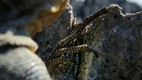 奥巴马的僵尸墓地攻略(花园战争3僵尸墓地模式)插图8 奥巴马的僵尸墓地攻略(花园战争3僵尸墓地模式)插图8