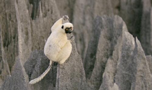 奥巴马的僵尸墓地攻略(花园战争3僵尸墓地模式)插图10 奥巴马的僵尸墓地攻略(花园战争3僵尸墓地模式)插图10