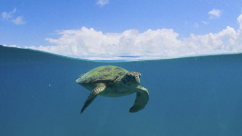 奥巴马的僵尸墓地攻略(花园战争3僵尸墓地模式)插图21 奥巴马的僵尸墓地攻略(花园战争3僵尸墓地模式)插图21