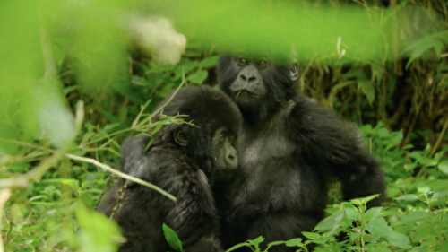 奥巴马的僵尸墓地攻略(花园战争3僵尸墓地模式)插图27 奥巴马的僵尸墓地攻略(花园战争3僵尸墓地模式)插图27