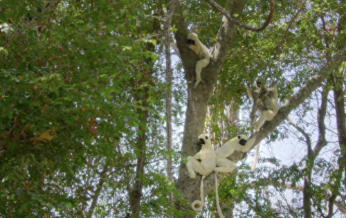 奥巴马的僵尸墓地攻略(花园战争3僵尸墓地模式)插图9 奥巴马的僵尸墓地攻略(花园战争3僵尸墓地模式)插图9