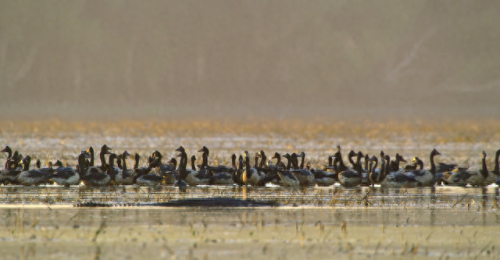 奥巴马的僵尸墓地攻略(花园战争3僵尸墓地模式)插图20 奥巴马的僵尸墓地攻略(花园战争3僵尸墓地模式)插图20