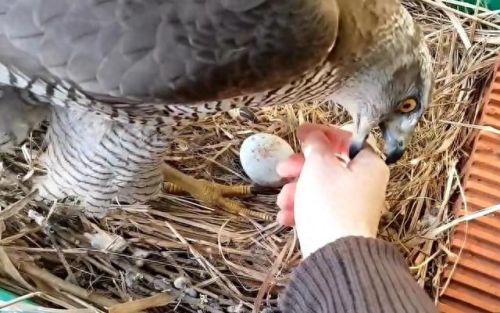 血源攻略宇宙之女(血源游戏怎么选女角色)插图16