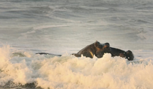 奥巴马的僵尸墓地攻略(花园战争3僵尸墓地模式)插图3 奥巴马的僵尸墓地攻略(花园战争3僵尸墓地模式)插图3