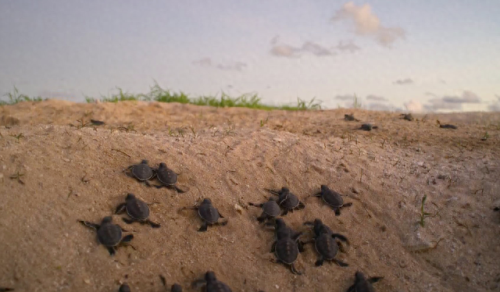 奥巴马的僵尸墓地攻略(花园战争3僵尸墓地模式)插图23 奥巴马的僵尸墓地攻略(花园战争3僵尸墓地模式)插图23