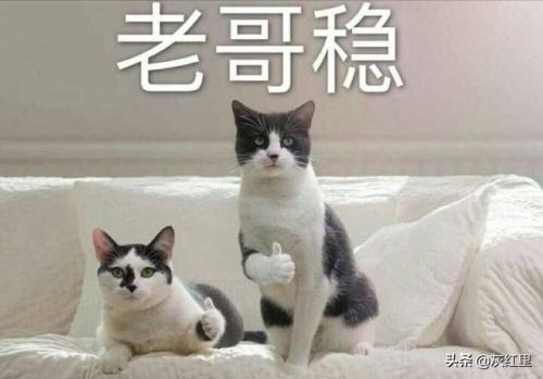 刀妹出装s11(无敌凯出装)插图