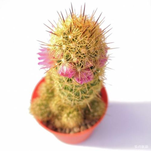 金手指大全(金手指排行榜前十名)插图8