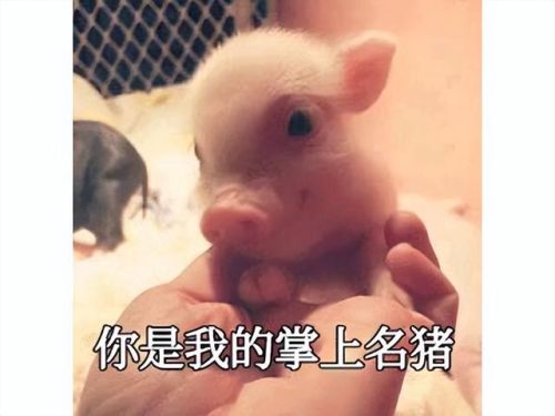 剑灵17173(剑灵官方)插图