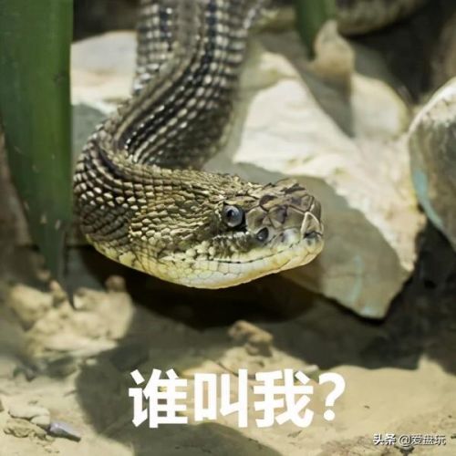 洛克王国独角仙进化(洛克王国独角龙厉害吗)插图2