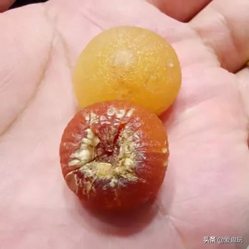 洛克王国独角仙进化(洛克王国独角龙厉害吗)