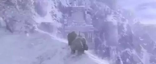 魔兽世界影爪为什么打不了(黑海岸幽灵豹值得抓吗)插图