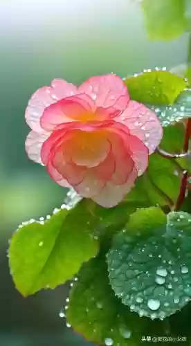 小粉狐阵容搭配推荐图(口袋喵喵最强阵容搭配)插图4