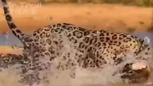 猎食者阵容克星搭配攻略(黑暗料理王最强狩猎阵容)插图2