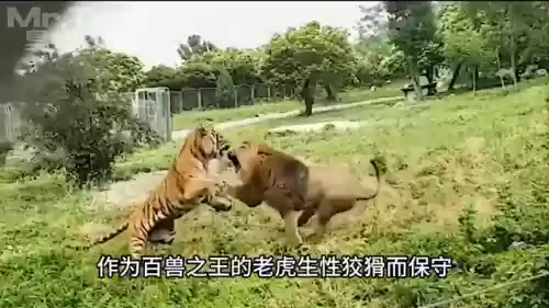猎食者阵容克星搭配攻略(黑暗料理王最强狩猎阵容)