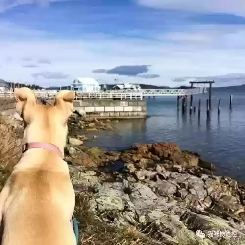 航海王启航猫狗阵容获取(航海王启航0氪最强阵容)插图15