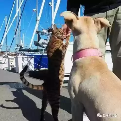 航海王启航猫狗阵容获取(航海王启航0氪最强阵容)插图20