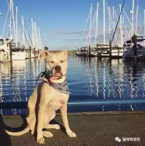 航海王启航猫狗阵容获取(航海王启航0氪最强阵容)插图7