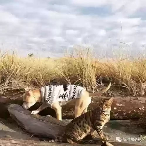 航海王启航猫狗阵容获取(航海王启航0氪最强阵容)插图22