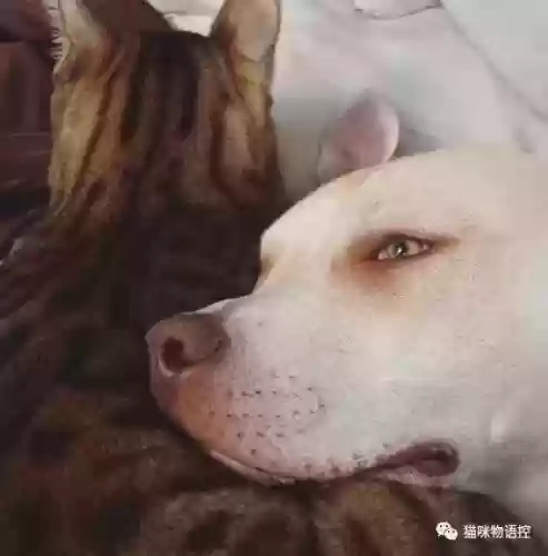 航海王启航猫狗阵容获取(航海王启航0氪最强阵容)插图40