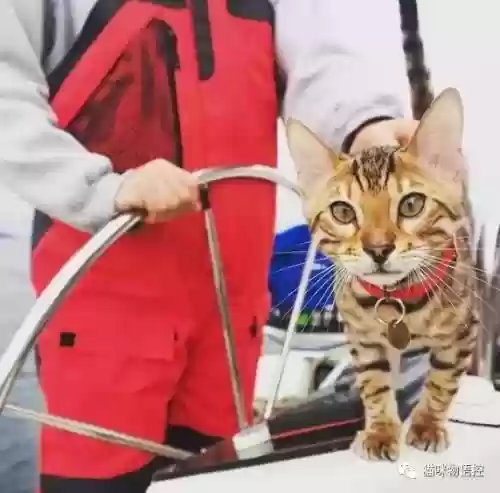 航海王启航猫狗阵容获取(航海王启航0氪最强阵容)插图4