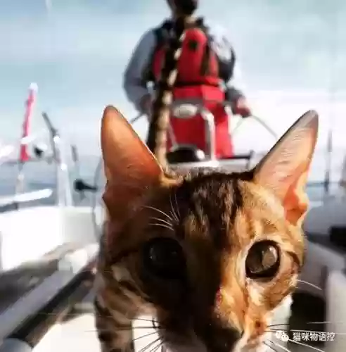 航海王启航猫狗阵容获取(航海王启航0氪最强阵容)插图16