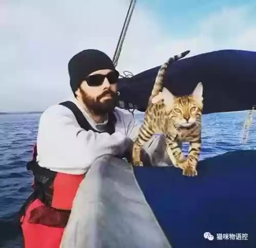 航海王启航猫狗阵容获取(航海王启航0氪最强阵容)插图6
