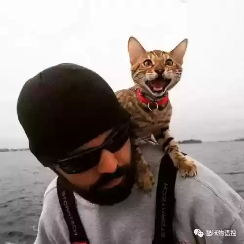 航海王启航猫狗阵容获取(航海王启航0氪最强阵容)插图5