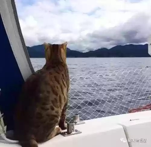 航海王启航猫狗阵容获取(航海王启航0氪最强阵容)插图13