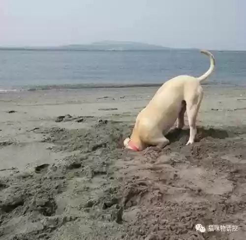 航海王启航猫狗阵容获取(航海王启航0氪最强阵容)插图29