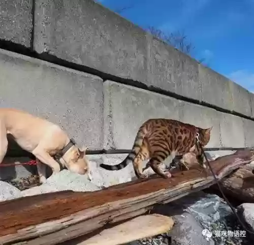 航海王启航猫狗阵容获取(航海王启航0氪最强阵容)插图21
