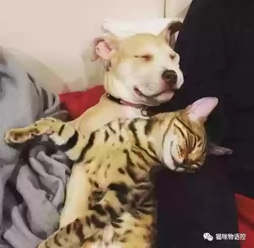 航海王启航猫狗阵容获取(航海王启航0氪最强阵容)