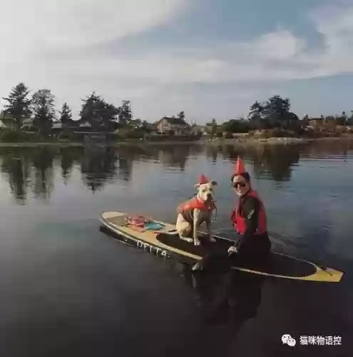 航海王启航猫狗阵容获取(航海王启航0氪最强阵容)插图30