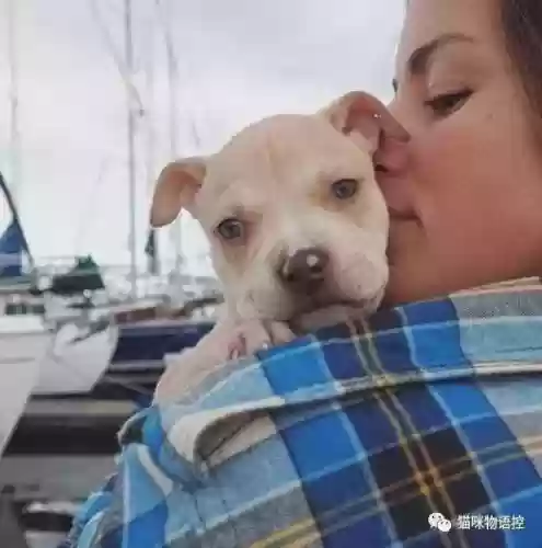 航海王启航猫狗阵容获取(航海王启航0氪最强阵容)插图2