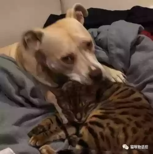 航海王启航猫狗阵容获取(航海王启航0氪最强阵容)插图19