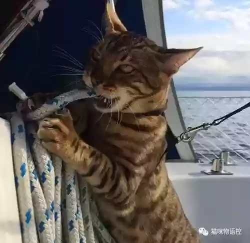 航海王启航猫狗阵容获取(航海王启航0氪最强阵容)插图10