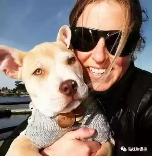 航海王启航猫狗阵容获取(航海王启航0氪最强阵容)插图1