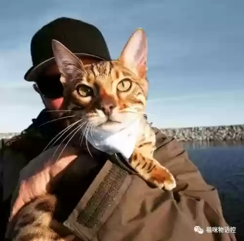 航海王启航猫狗阵容获取(航海王启航0氪最强阵容)插图
