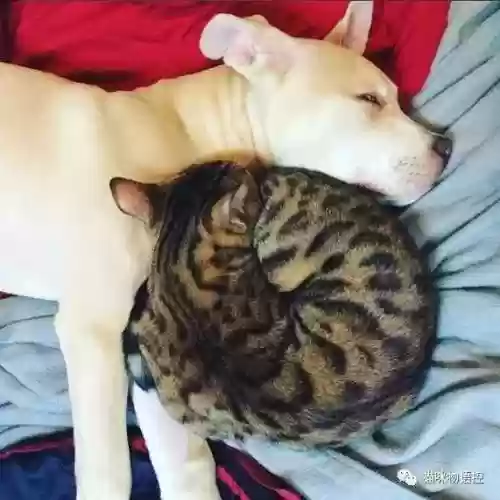 航海王启航猫狗阵容获取(航海王启航0氪最强阵容)插图41