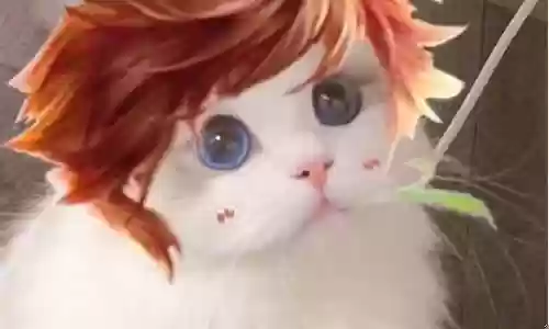 王者荣耀猫咪搭配阵容